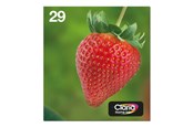 Druckerzubehör - Tinte & Toner - Epson Multipack 29 EasyMail - C13T29864511