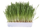 Katzen - Trixie Katzengras mit Schale 100g - TX4235