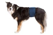 Hunde - Trixie Washable Nappies for Male Dogs XL Waist 65-75cm - TX23665