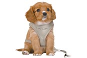 Hunde - Trixie Junior Puppy Softgeschirr mit Leine Größe S-M Bauchumfang 26-34cm - TX15560