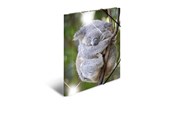 Mappen und Clipboards - HERMA Sammelmappe A4 Glossy Koala Polypropylen - 19323