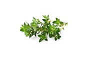Smart-Home - Click & Grow Smart Garden Refill 3-pack - Thyme - SGR17X3