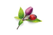 Smart-Home - Click & Grow Smart Garden Refill 3-pack - Purple Chili Pepper - SGR46X3