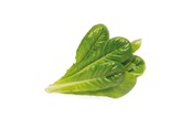 Smart-Home - Click & Grow Smart Garden Refill 3-pack - Romaine Lettuce - SGR50X3
