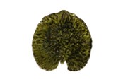 Tischgedeck - Costa Nova Plate Water lily pad Riviera 18 x 17 cm Dark green/Black - 22706