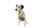 Hunde - Trixie Sicherheits-Halstuch für Hunde L-XL 43-60cm - TX30123