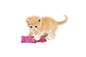 Katzen - KONG Cat Toy Kickeroo Kitten Assorted Colors - 340452