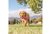 Hunde - KONG Hundespielzeug Wubba Puppy 21cm - 340468