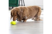 Hunde - KONG Hundespielzeug AirDog Squeaker Football Small 8cm - 340528