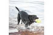 Hunde - KONG Hundespielzeug AirDog Squeaker Football Medium 12.5cm - 340533
