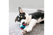 Hunde - KONG Dog Toy Squeezz Action Ball Red Small (3-Pack) - 340707