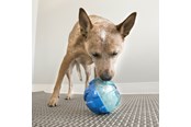 Hunde - KONG Dog Toy Rewards Ball Large 12cm - 340740