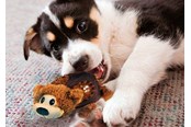 Hunde - KONG Dog Toy Shells Bear 14cm - 340810