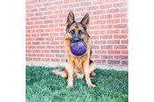 Hunde - KONG Dog Toy Flexball 15cm - 340861