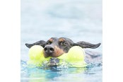 Hunde - KONG Hundespielzeug AirDog Squeaker Bone 11cm - 340912