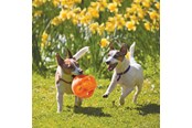 Hunde - KONG Dog Toy Jumbler Ball Medium/Large 14cm - 340917