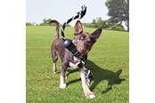 Hunde - KONG Dog Toy Extreme Dental W/Rope Medium - 340930