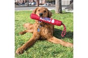 Hunde - KONG Hundespielzeug Signature Stick mit Seil 30cm - 340941