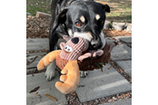 Hunde - KONG Dog Toy Sherps Floofs Moose 25cm - 341018