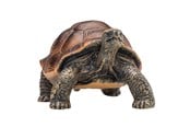Spielzeug - Mojo Wildlife Giant Tortoise - 387259