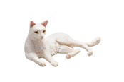 Spielzeug - Mojo Farmland Lying Cat White - 387368
