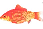 Katzen - FLAMINGO - Cat toy Flounder electric fish orange - 540058517707