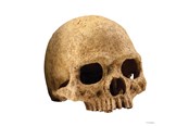 Fische - EXO TERRA Skull Large 17 x 13.5 x 11.5 cm. - HPT2855