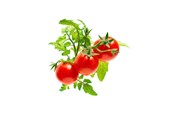 Smart-Home - Click & Grow Click and Grow - Smart Garden Refill 3-pack - Mini Tomato (SGR5X3) - SGR5X3
