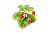 Smart-Home - Click & Grow Click and Grow - Smart Garden Refill 3-pack - Wild Strawberry (SGR24X3) - SGR24X3