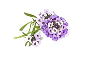 Smart-Home - Click & Grow - Smart Garden Refill 3-pack Sweet Alyssum - SGR35X3