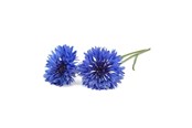 Smart-Home - Click & Grow Click and Grow - Smart Garden Refill 3-pack Cornflower - SGR36x3