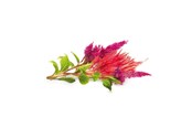 Smart-Home - Click & Grow Click and Grow - Smart Garden Refill 3-pack Cockscomb - SGR4X3