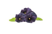 Smart-Home - Click & Grow Click and Grow Smart Garden Refill 3-pack - Black Pansy - SGR61x3