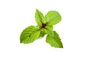 Smart-Home - Click & Grow Click and Grow Smart Garden Refill 3-pack - Cinnamon Basil - SGR71X3