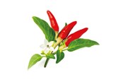 Smart-Home - Click & Grow Click and Grow Smart Garden Refill 3-pack - Red Hot Chili Pepper - SGR52X3