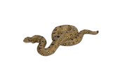 Figuren - Mojo - Wildlife Green Anaconda - 381007