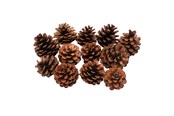 Kunst & Handwerk Ausstattung - Colorations - Pine Cones 12pcs. - 38WD03
