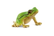Schleich - Schleich Wild Life European Tree Frog - 14882