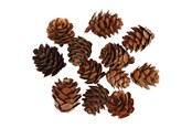 Kunst & Handwerk Ausstattung - Creativ Company - Larch cones 12 pcs. - 50250