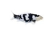 Figuren - Mojo Sealife Koi Carp - Shiro Utsuri Koi - 381102
