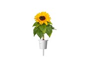 Gartenbewässerung - Click & Grow Plant Pods 3-Pack - Mini Sunflowers - Yellow - SGR65X3