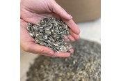 Vogelfutter, Snacks & Vitamine - Natural Stribet solsikke - dobbeltrensede 15 kg - 0567