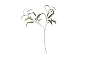 Einrichtung - Bloomingville Eucalyptus - 82061519