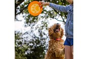 Hunde - Nobby TPR frisbee - Paw - L61531