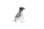 Hunde - Chill Kuzzi Beruhigender Hoodie, 50 cm, grau - 380434