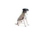 Hunde - Chill Kuzzi Beruhigender Hoodie, 35 cm, grau - 380431