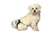 Hunde - KRUUSE BUSTER Läufigkeitshose schwarz Gr. 5 - 286005
