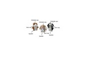 Hunde - Party Pets Mix Frettchen, Kaninchen, Dalmatiner 18 cm - 87962