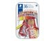 Utensilien zum Schreiben und Zeichnen - Staedtler Coloured pencil hexagonal 36pc - 175 M36