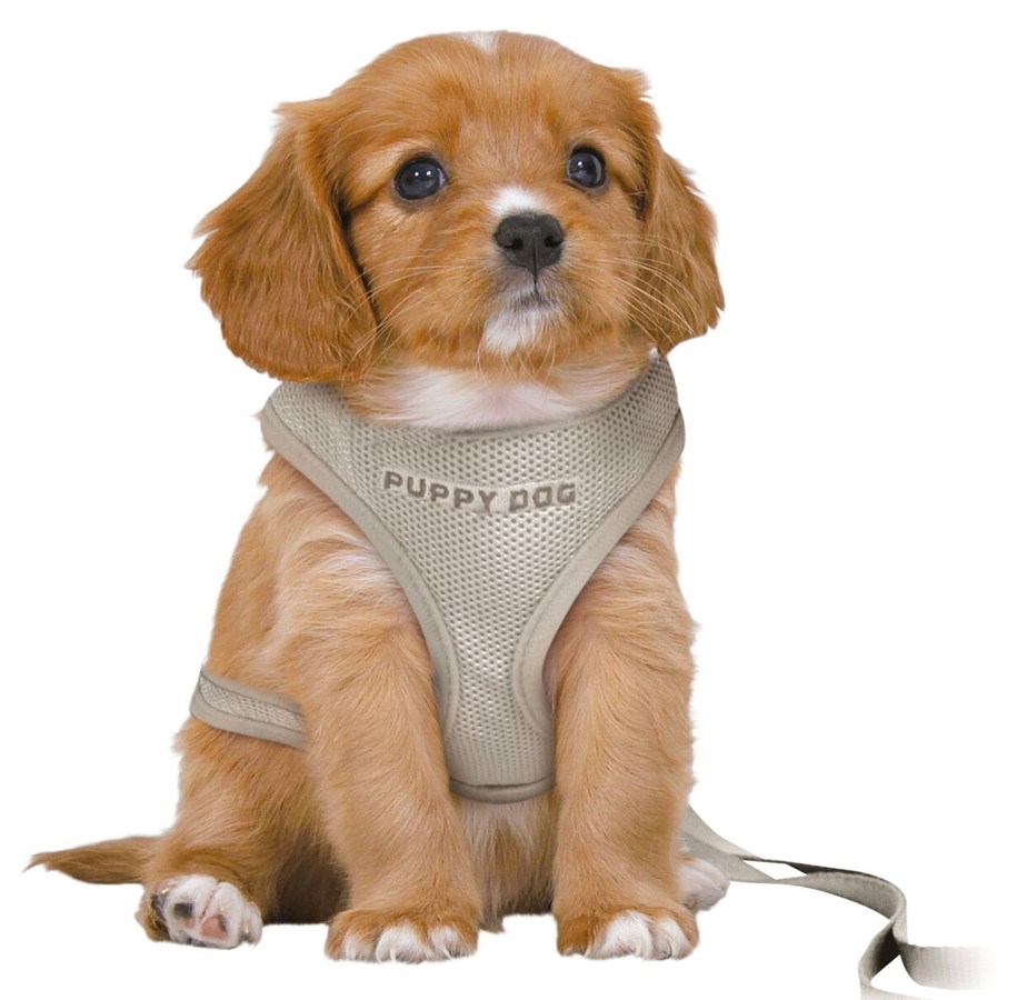Hunde - Trixie Junior Puppy Softgeschirr mit Leine Größe S-M Bauchumfang 26-34cm - TX15560